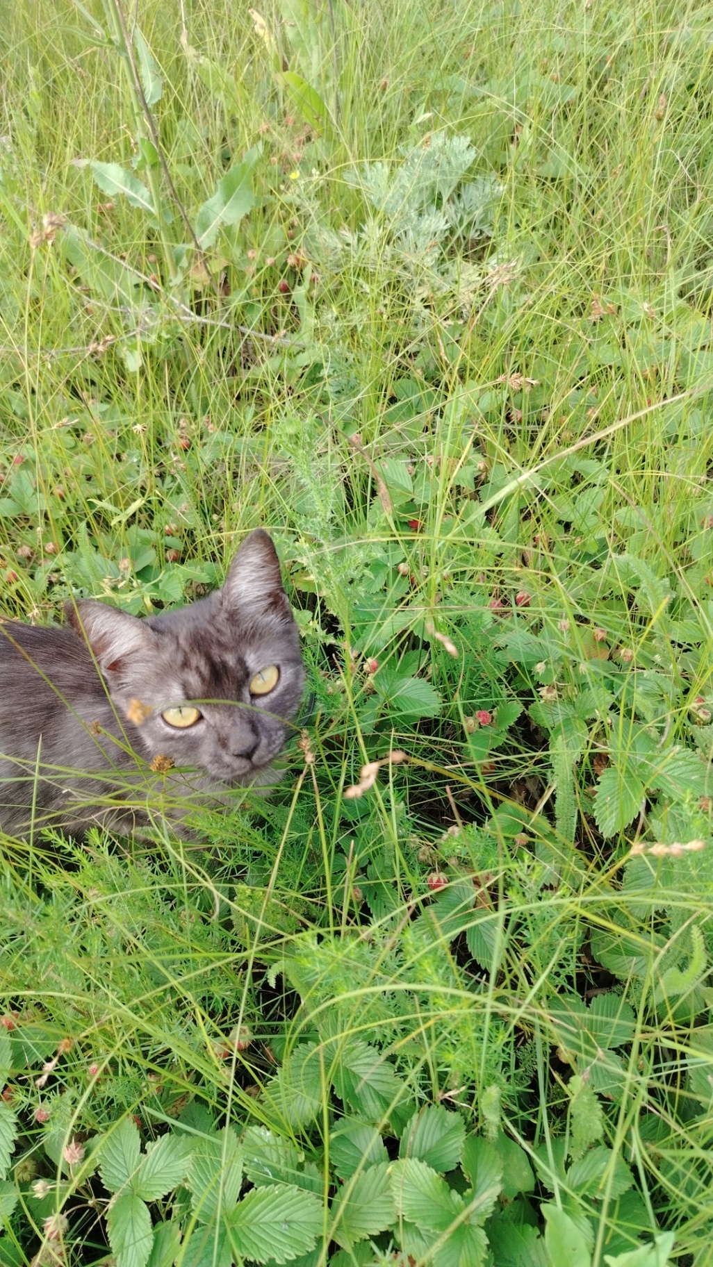 Потерялась кошечка. 