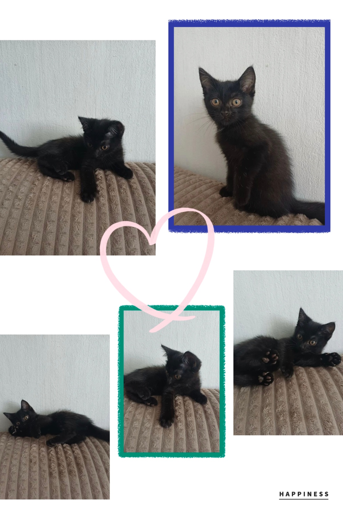 Котёнок 