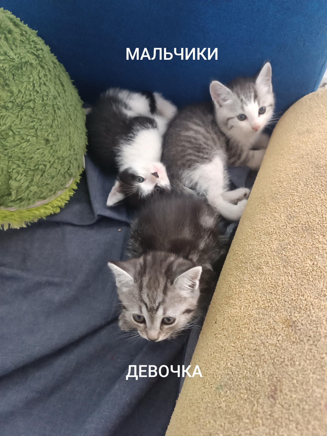 Отдам трёх милых, озорных котяток в добрые руки!!!