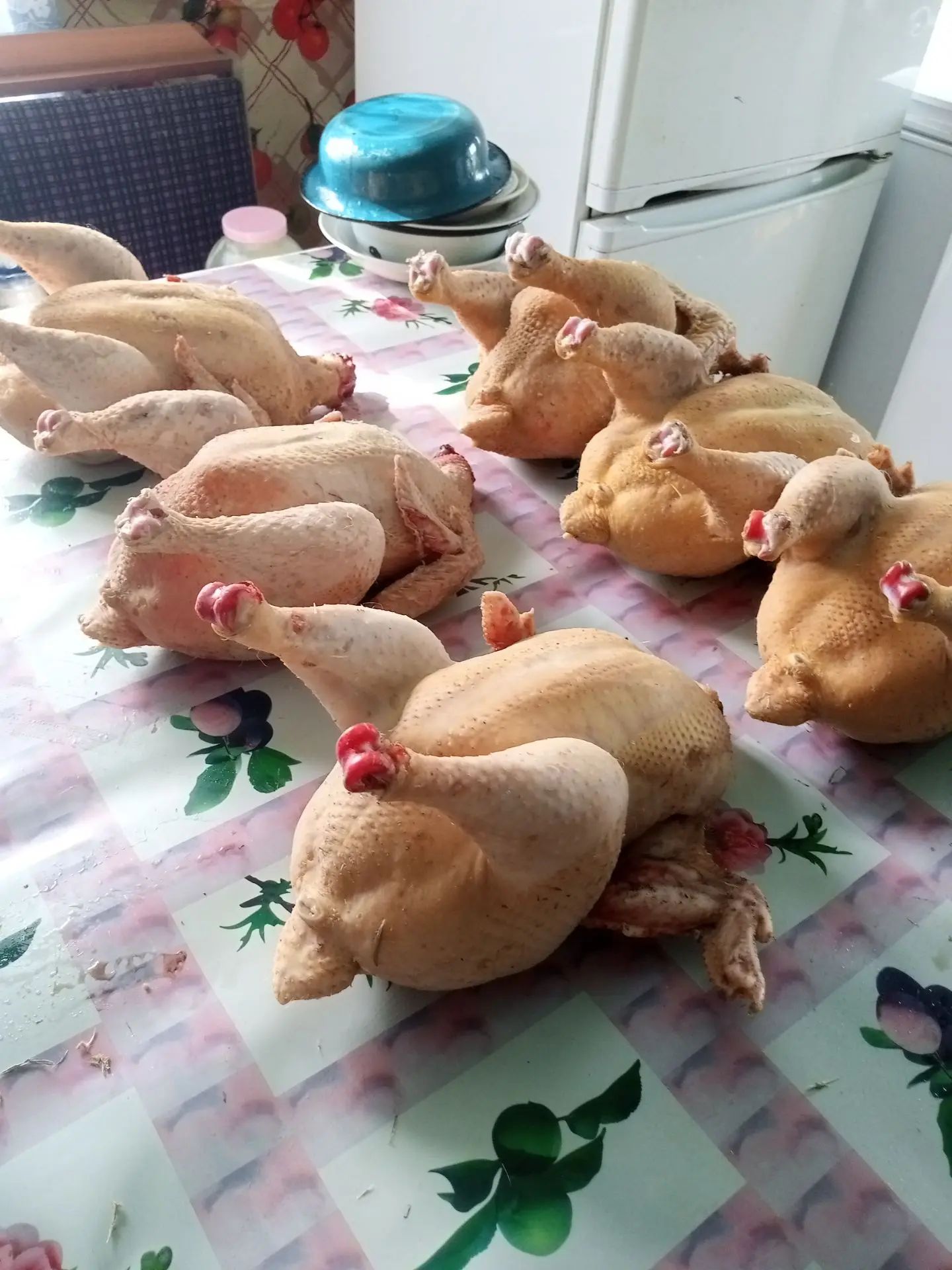 Домашние куры бройлеры