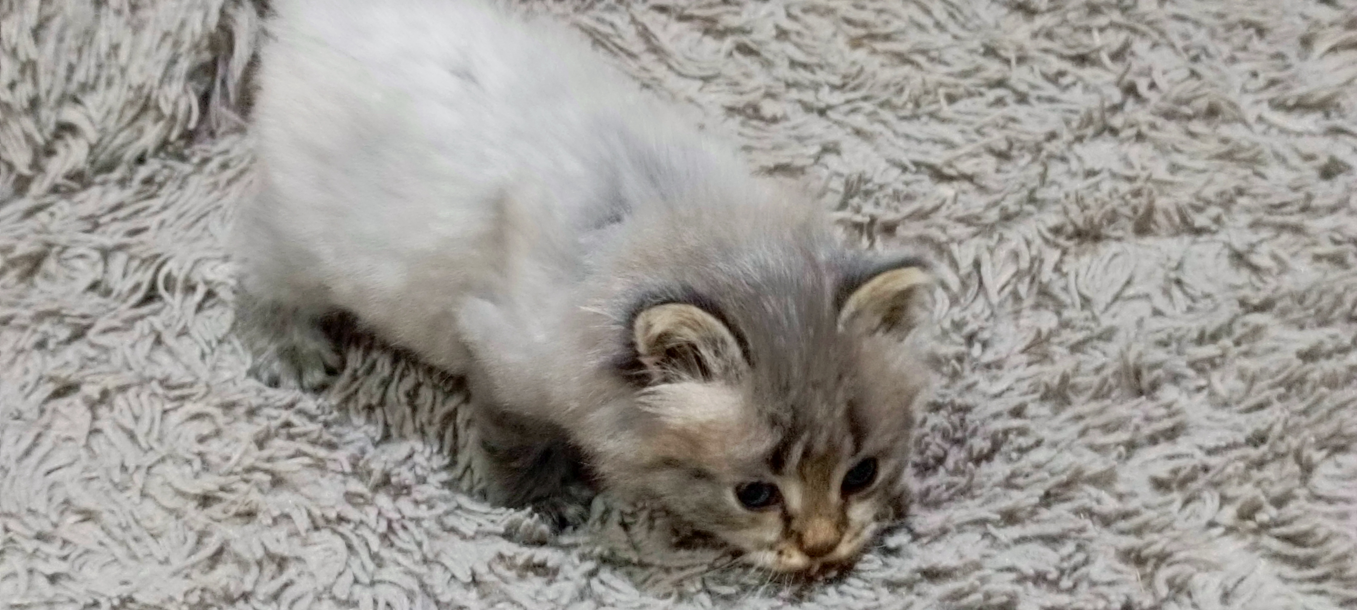 Котята