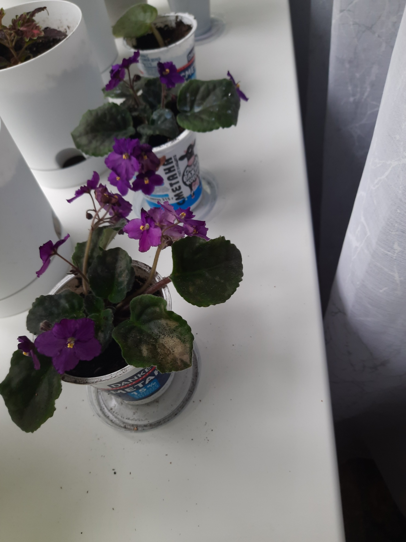 Продам фиалку, алоэ, денежное дерево. 