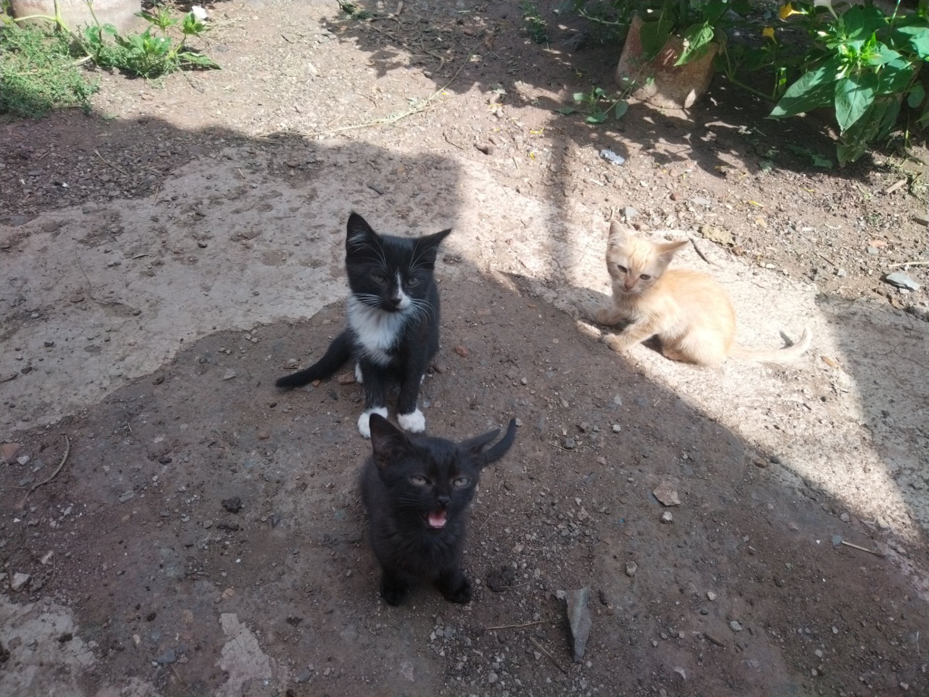 Отдам котят