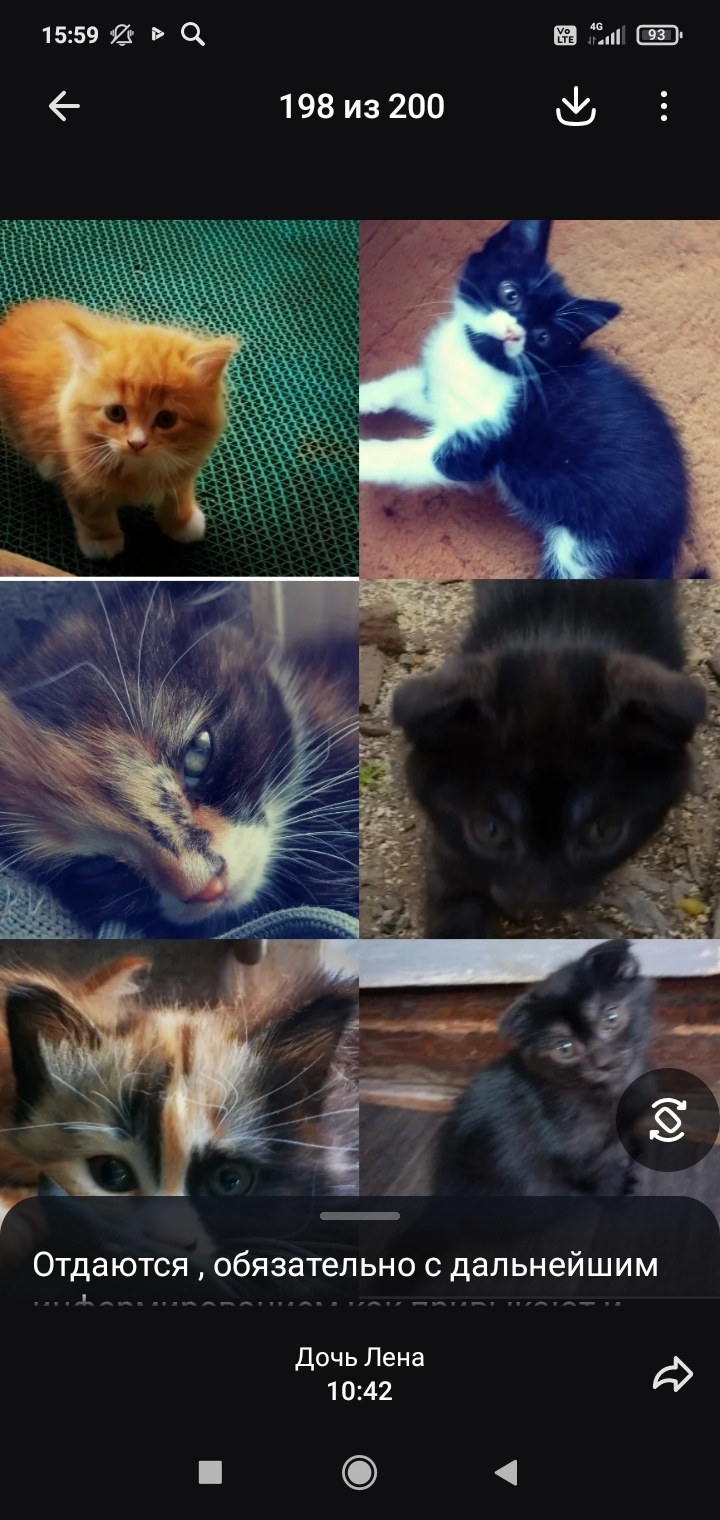 Отдам в добрые руки котят