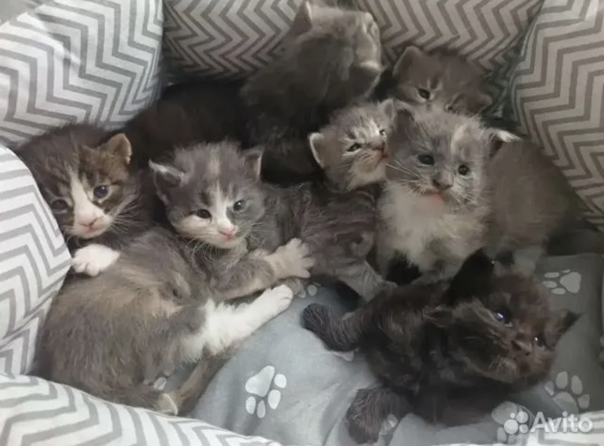 Котята Мейн-кун 