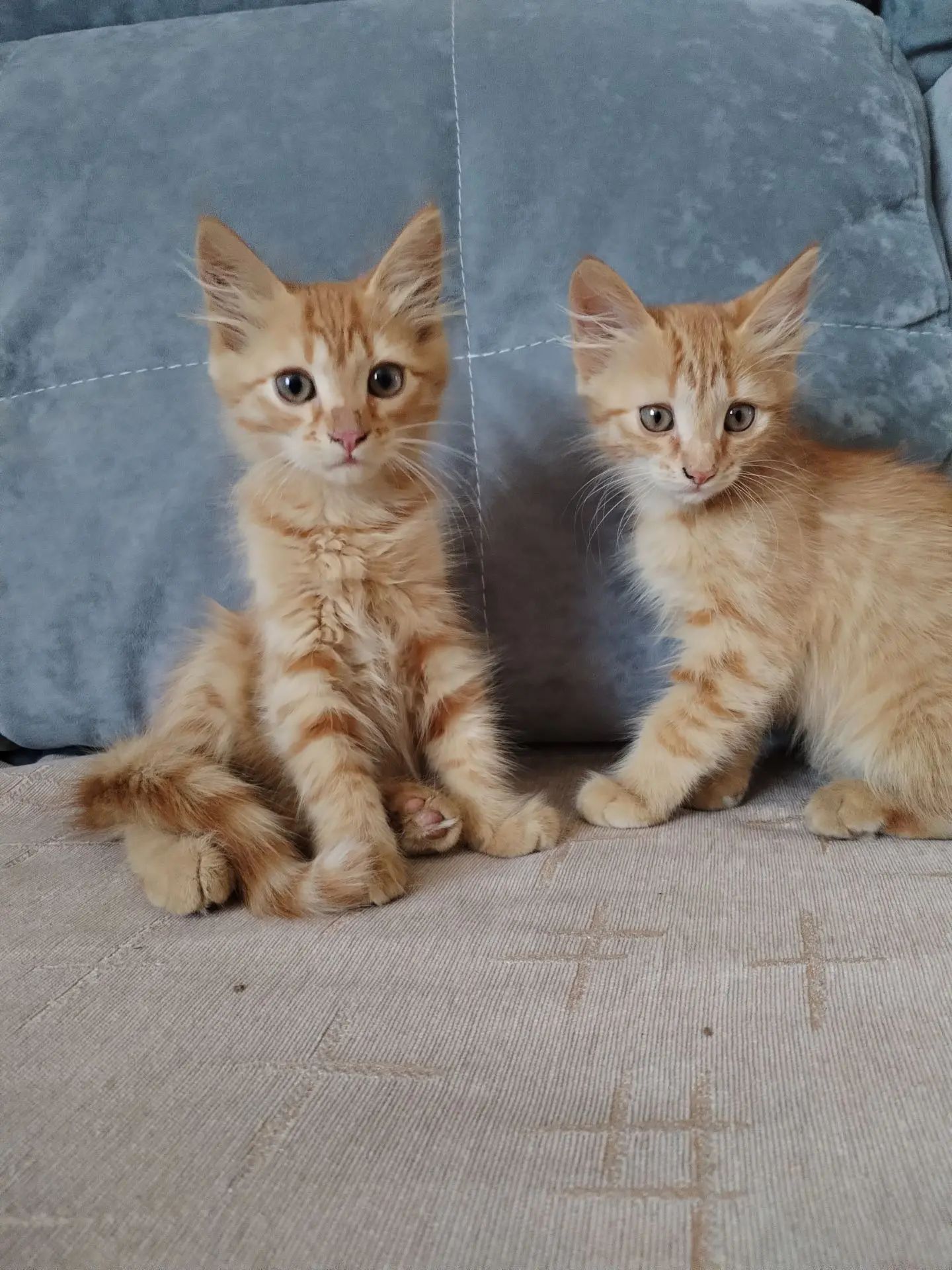 Отдам котят, два мальчика