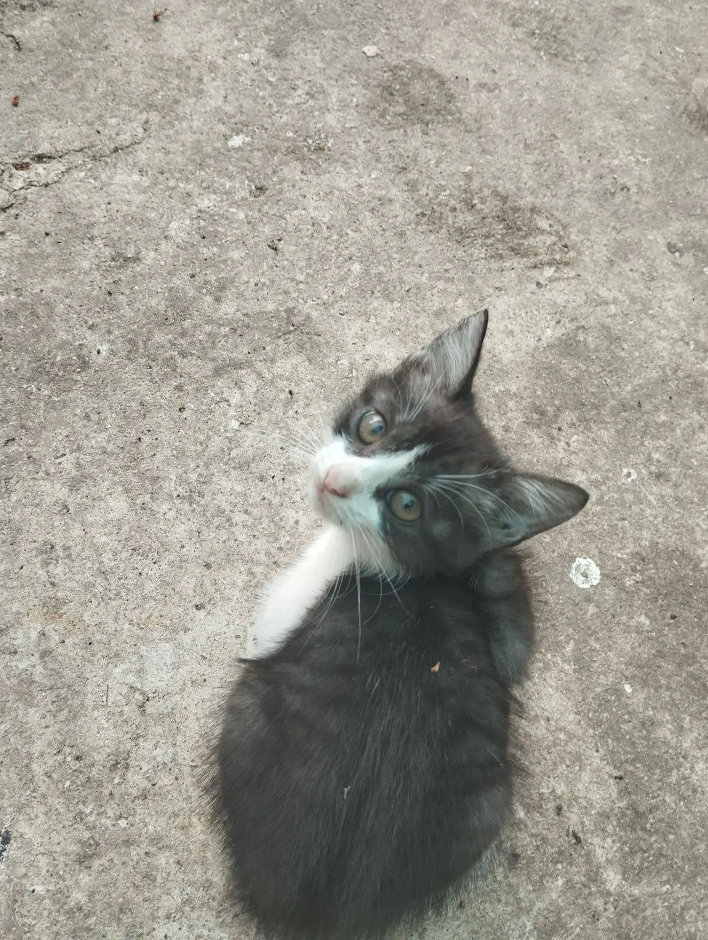 Отдам красивых котят-мышеловок