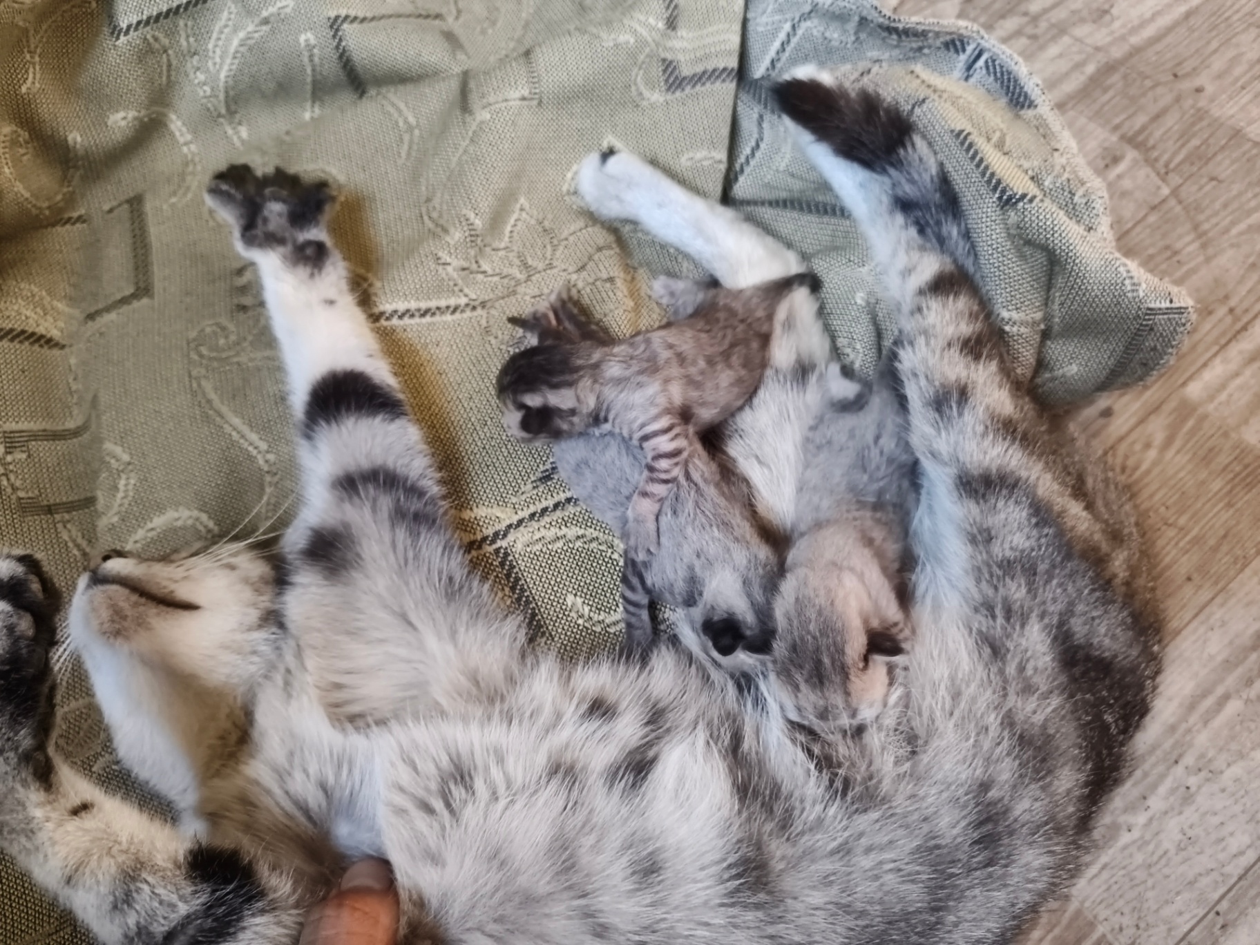 Отдам котят хорошие  мальчики смешанный с 1 породо 