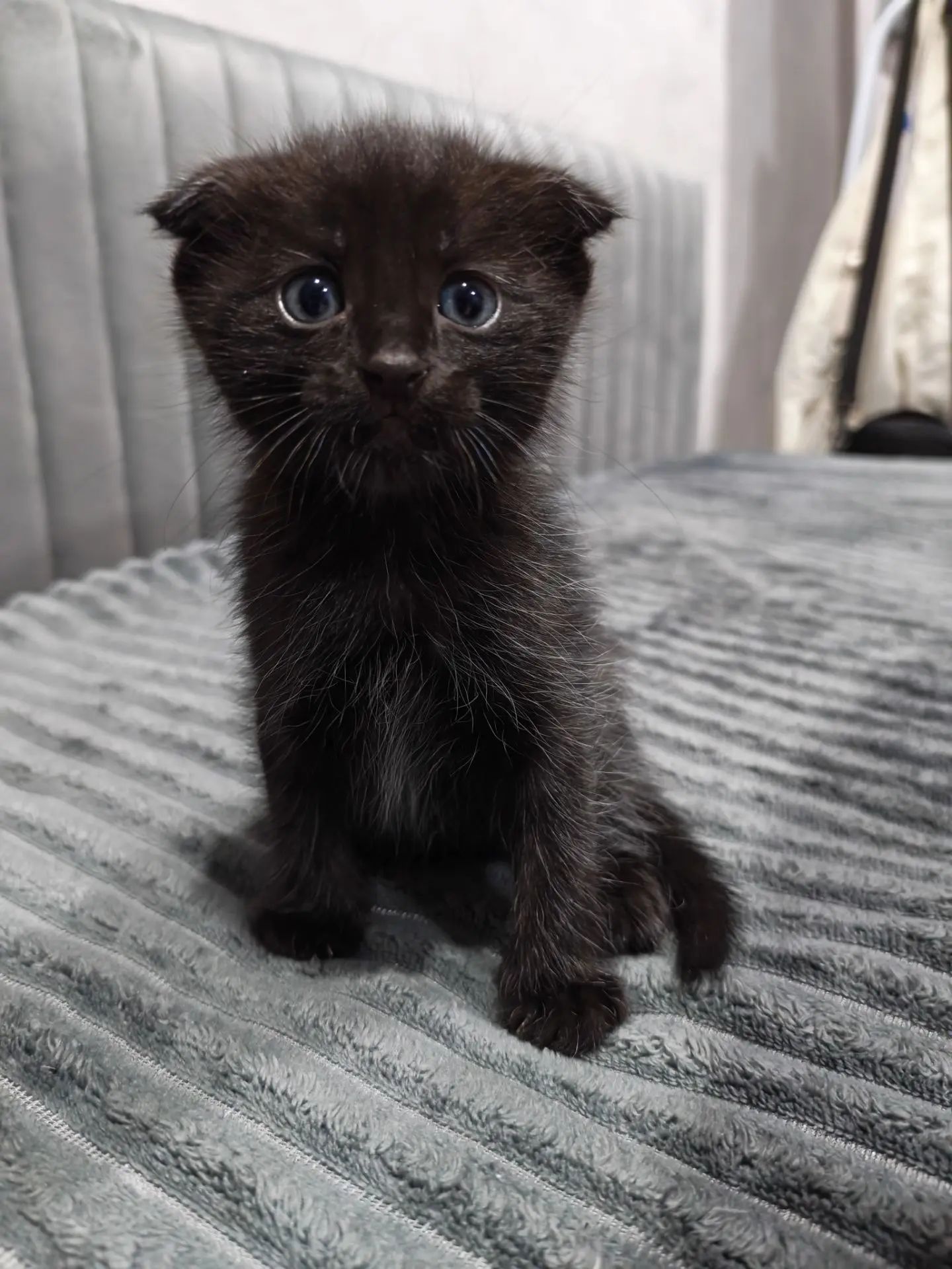 Котята, девочкам 1 месяц