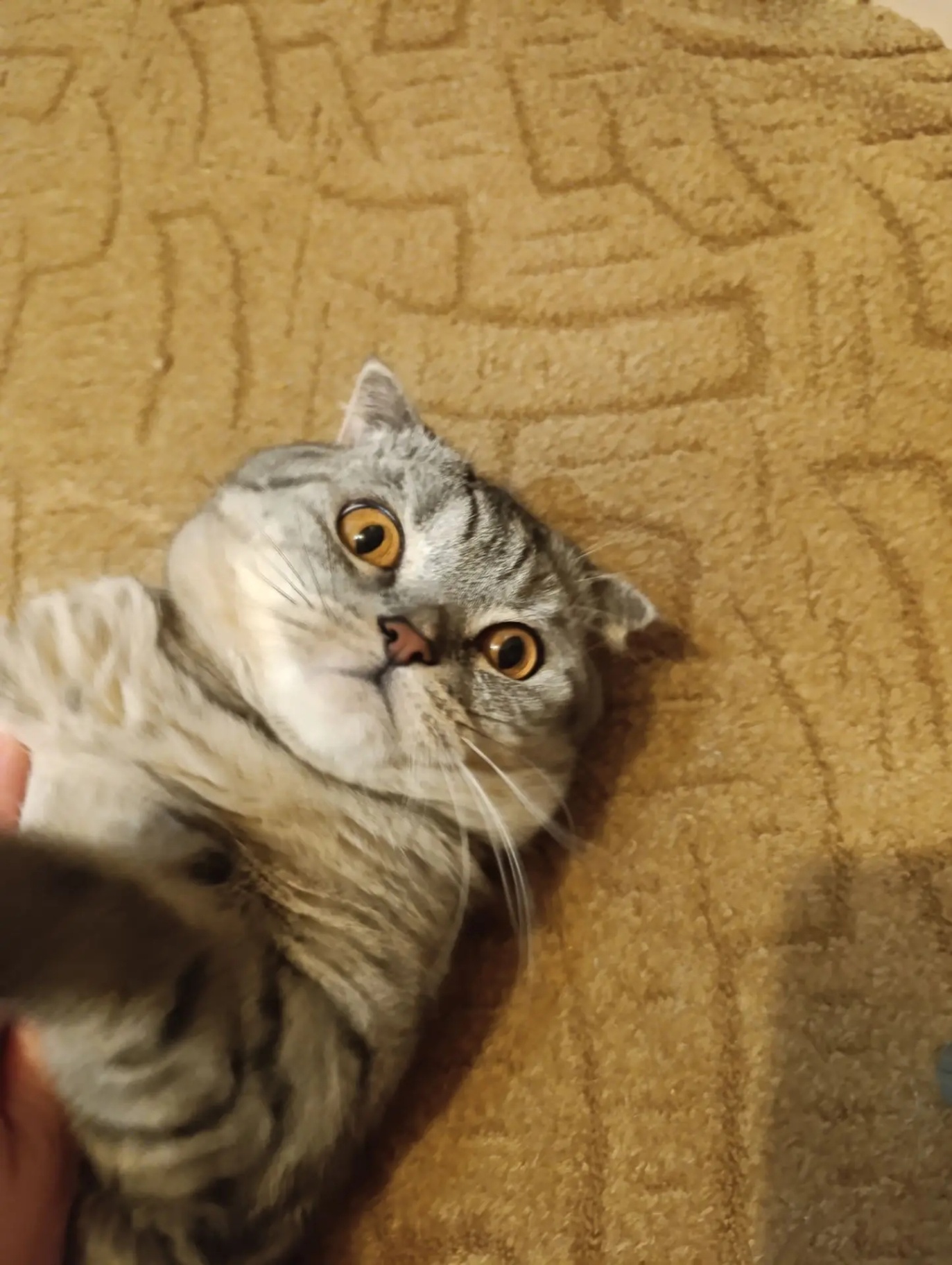 Ищу кота 
