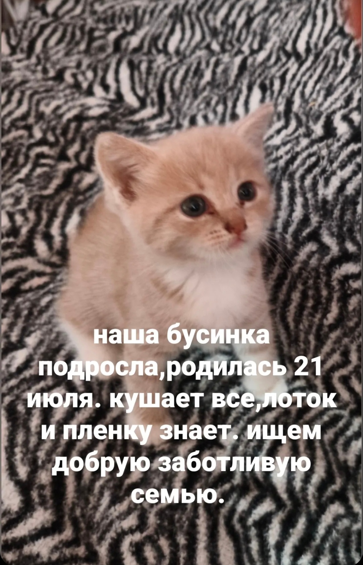 Котенок