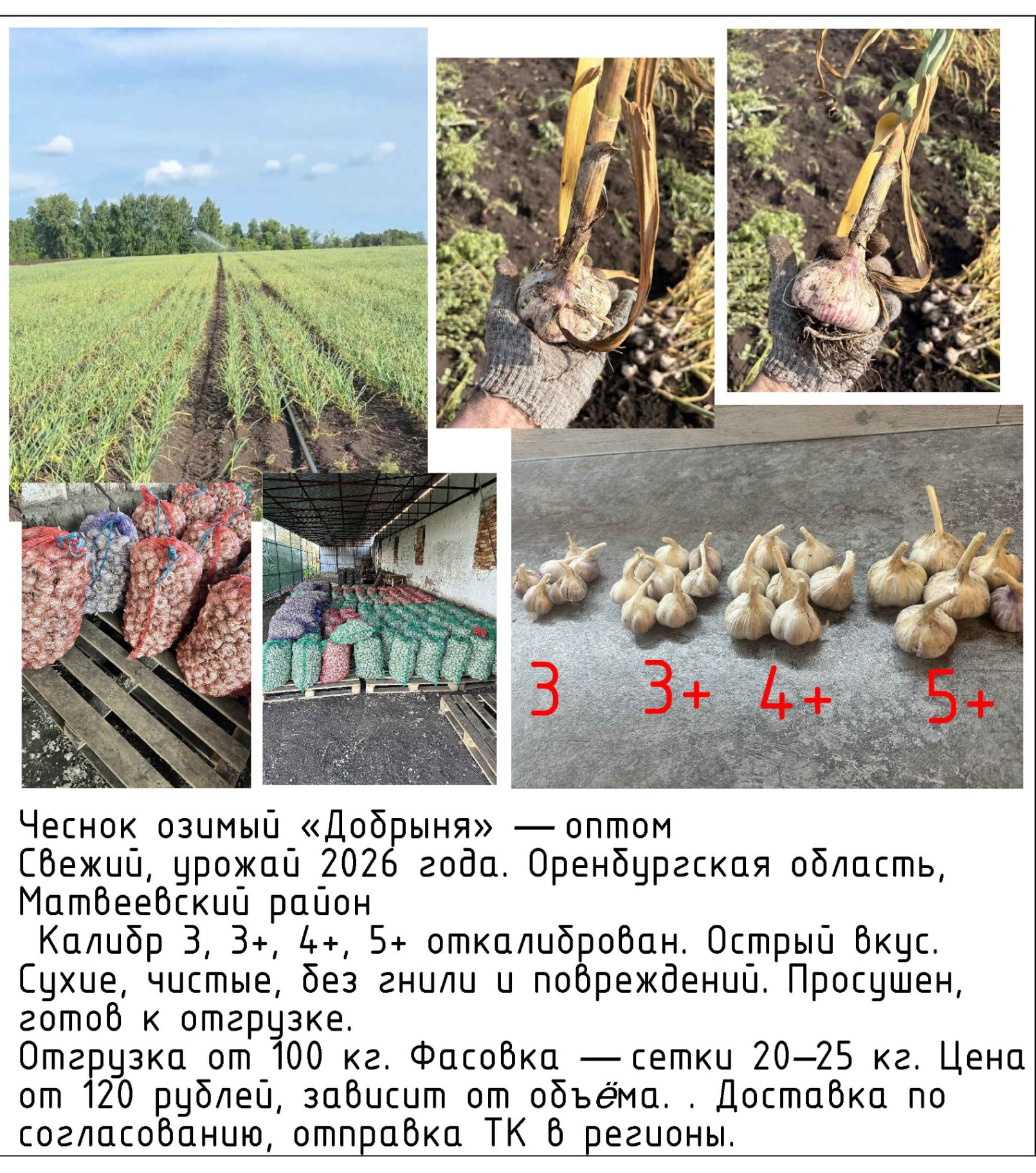 Продам чеснок