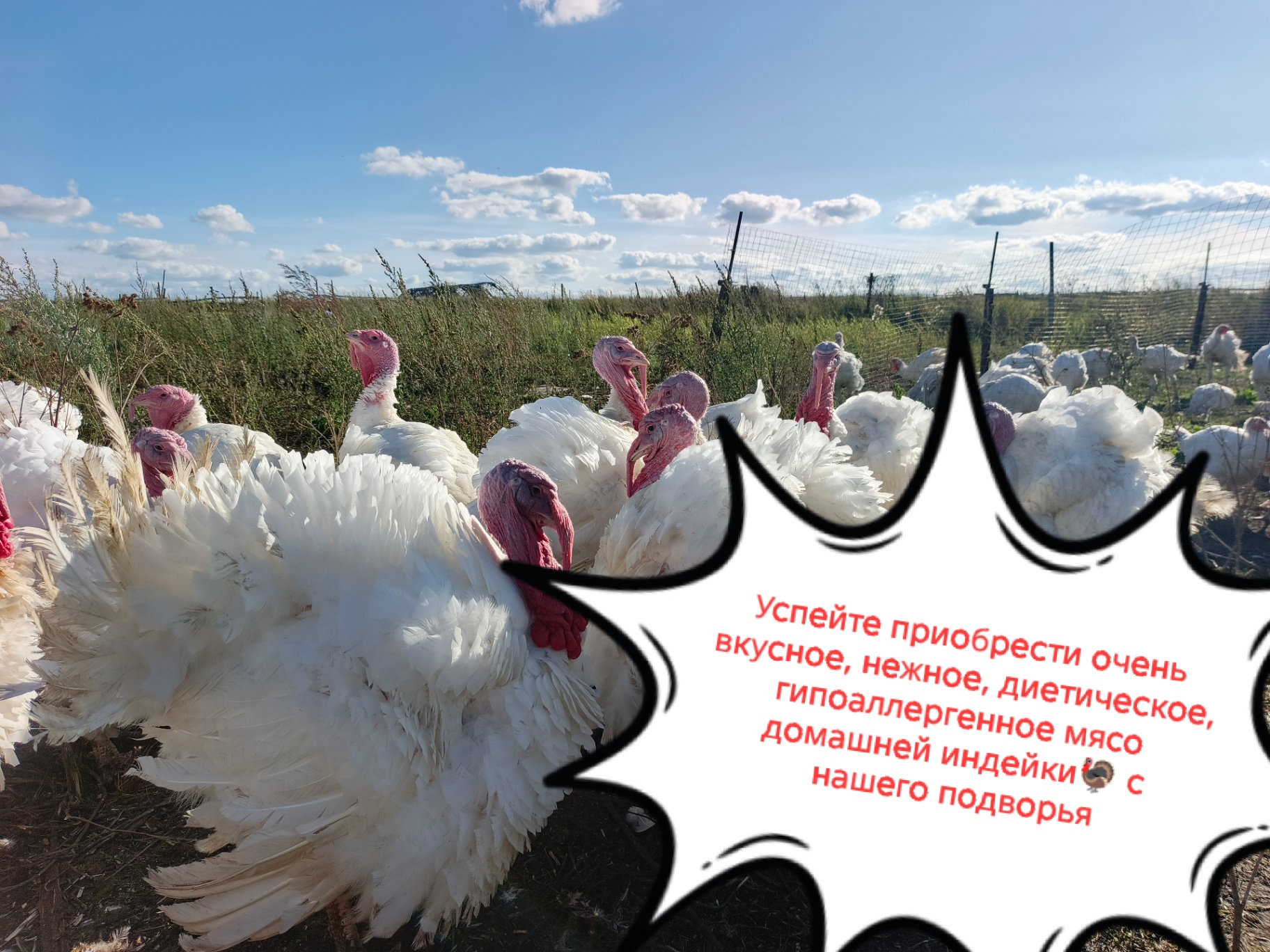 Реализация индейки как мясом, так и живым весом